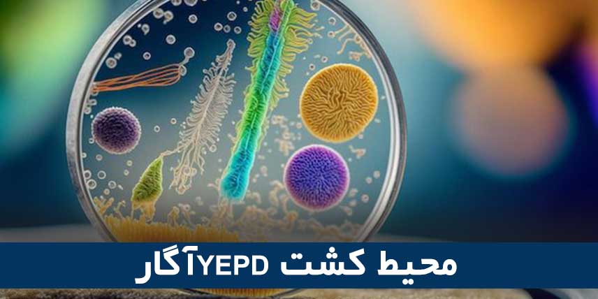 محیط کشت YEPD آگار