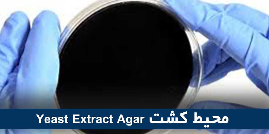 محیط کشت Yeast Extract Agar
