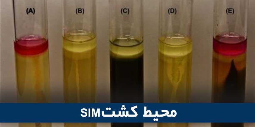 محیط کشت SIM