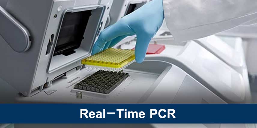 Real Time PCR