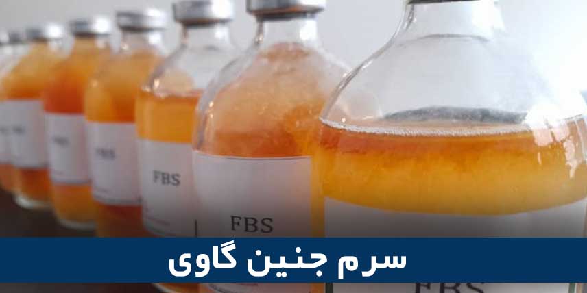سرم جنین گاوی