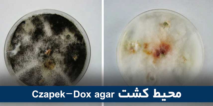 Czapek Dox agar محیط کشت
