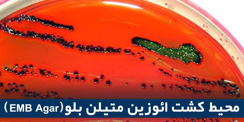 محیط کشت ائوزین متیلن بلو(EMB Agar)