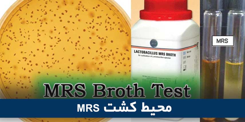 MRS محیط کشت