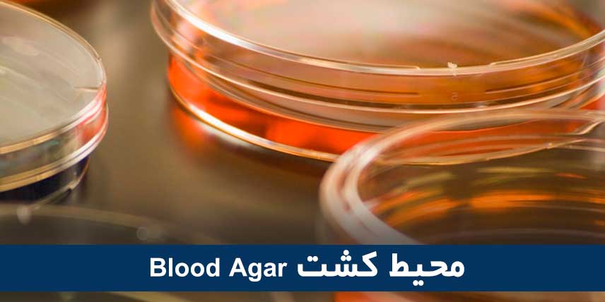 محیط کشت Blood Agar