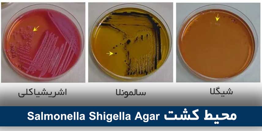 محیط کشت Salmonella Shigella Agar