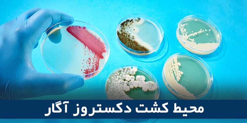 محیط کشت دکستروز آگار