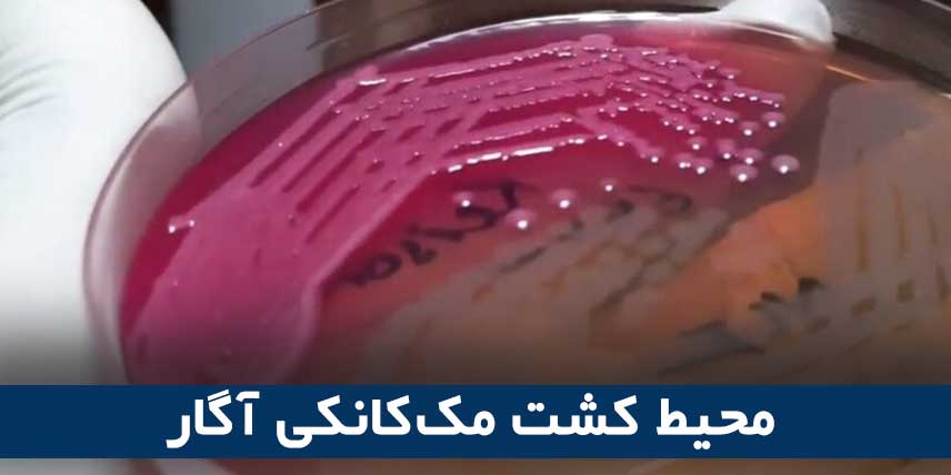 محیط کشت مک‌کانکی آگار